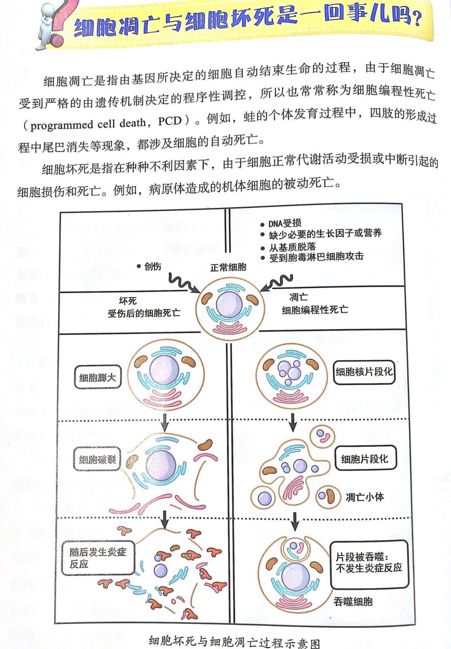 你真的知道细胞凋亡与细胞坏死的区别吗?