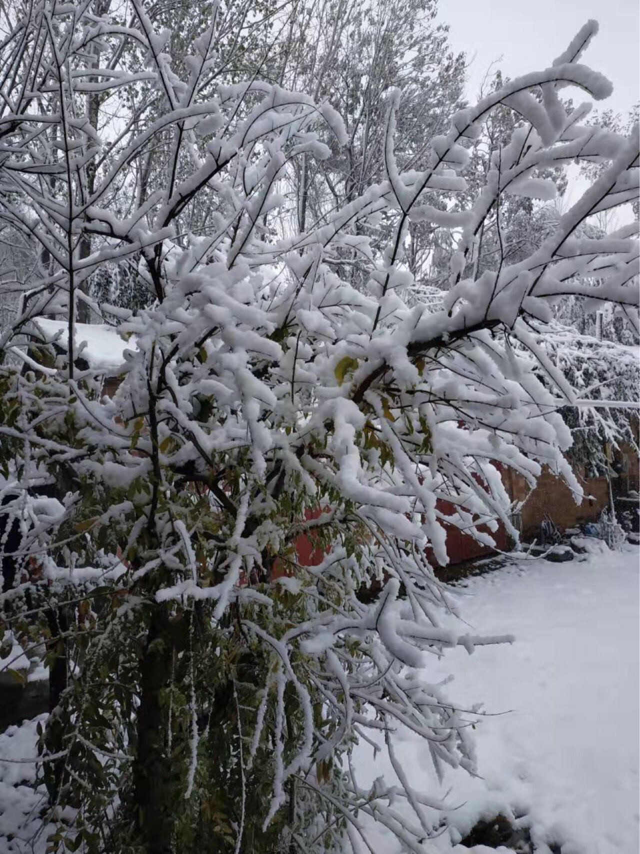 下了一夜的雪,来一波儿老家雪景照761576157615