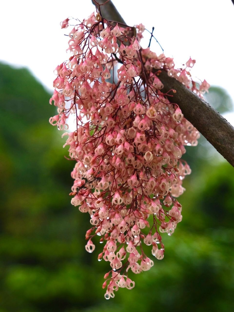 花园景观树-苹婆 九层皮是苹婆的果实 又叫六旺子,凤眼果,富贵果 苹婆