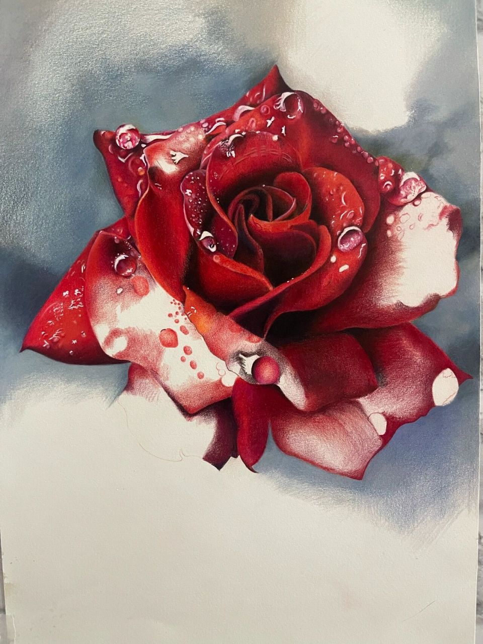 【目标100张彩铅画】003水滴玫瑰 更新一下昨天的进度条… 昨天有个
