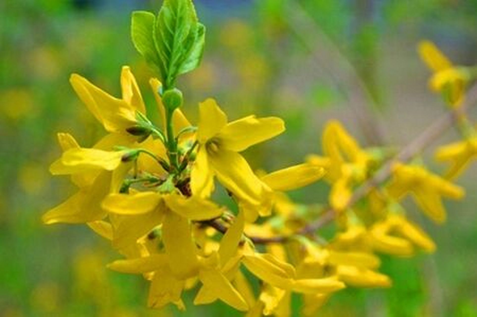 每天认识一种花材—连翘 花语: 91预言 在韩国,连翘是一种神奇的