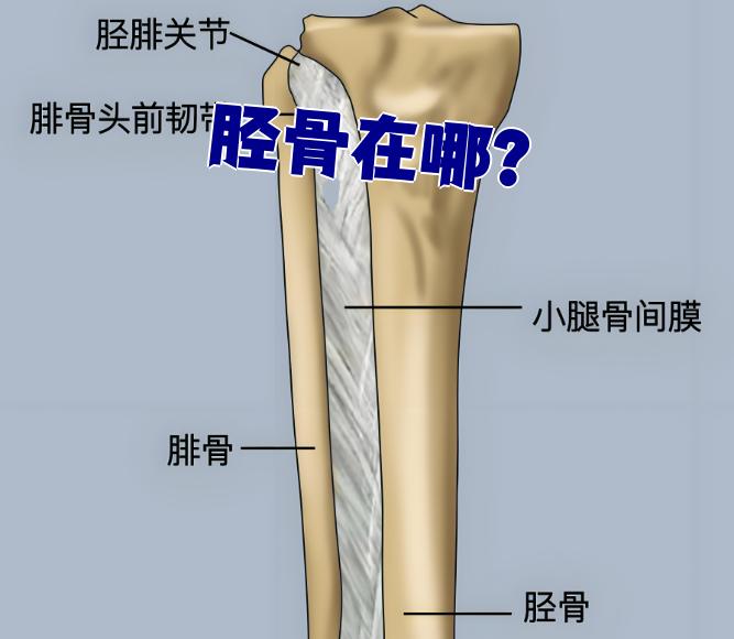 胫骨就是小腿前面那根又长又直的骨头