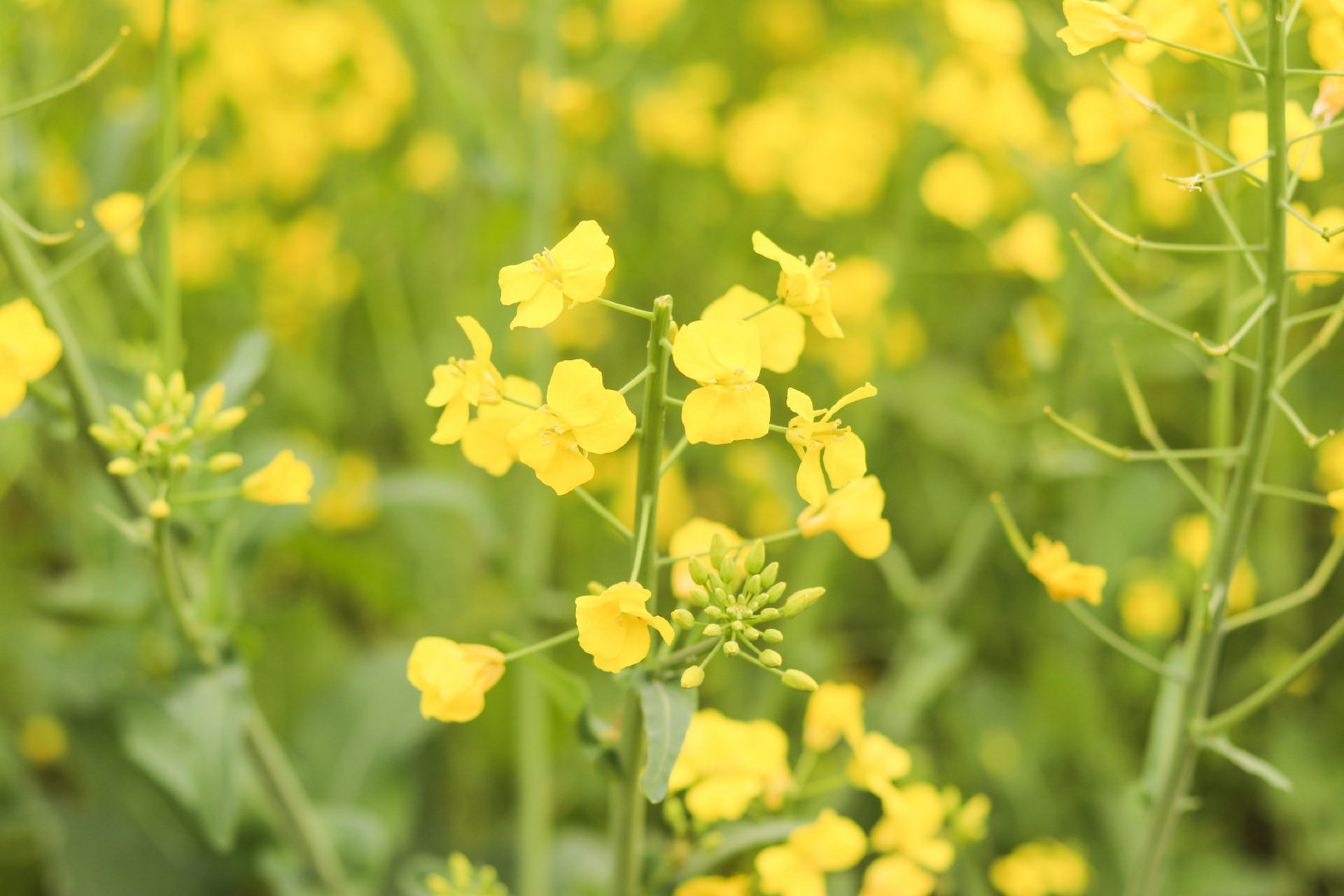 蔡甸消泗油菜花图片