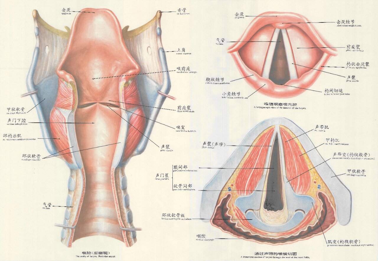 喉室解剖图图片