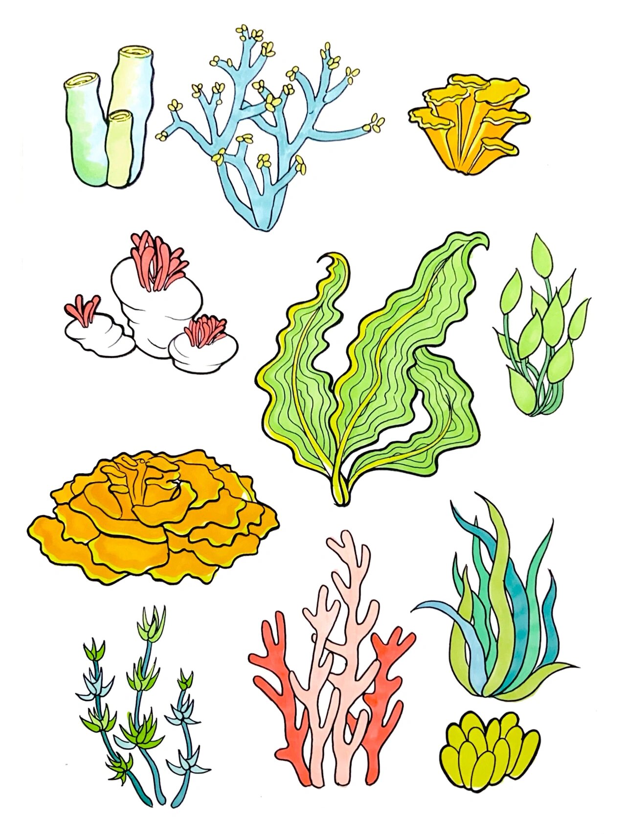 素材6·2|海洋|珊瑚藻类海草|马克笔上色