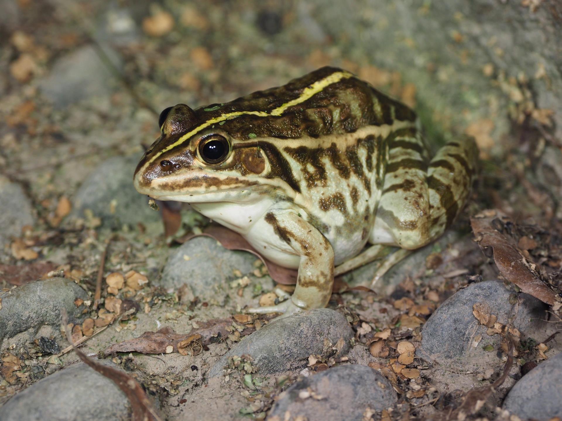 苏州物种科普|田鸡