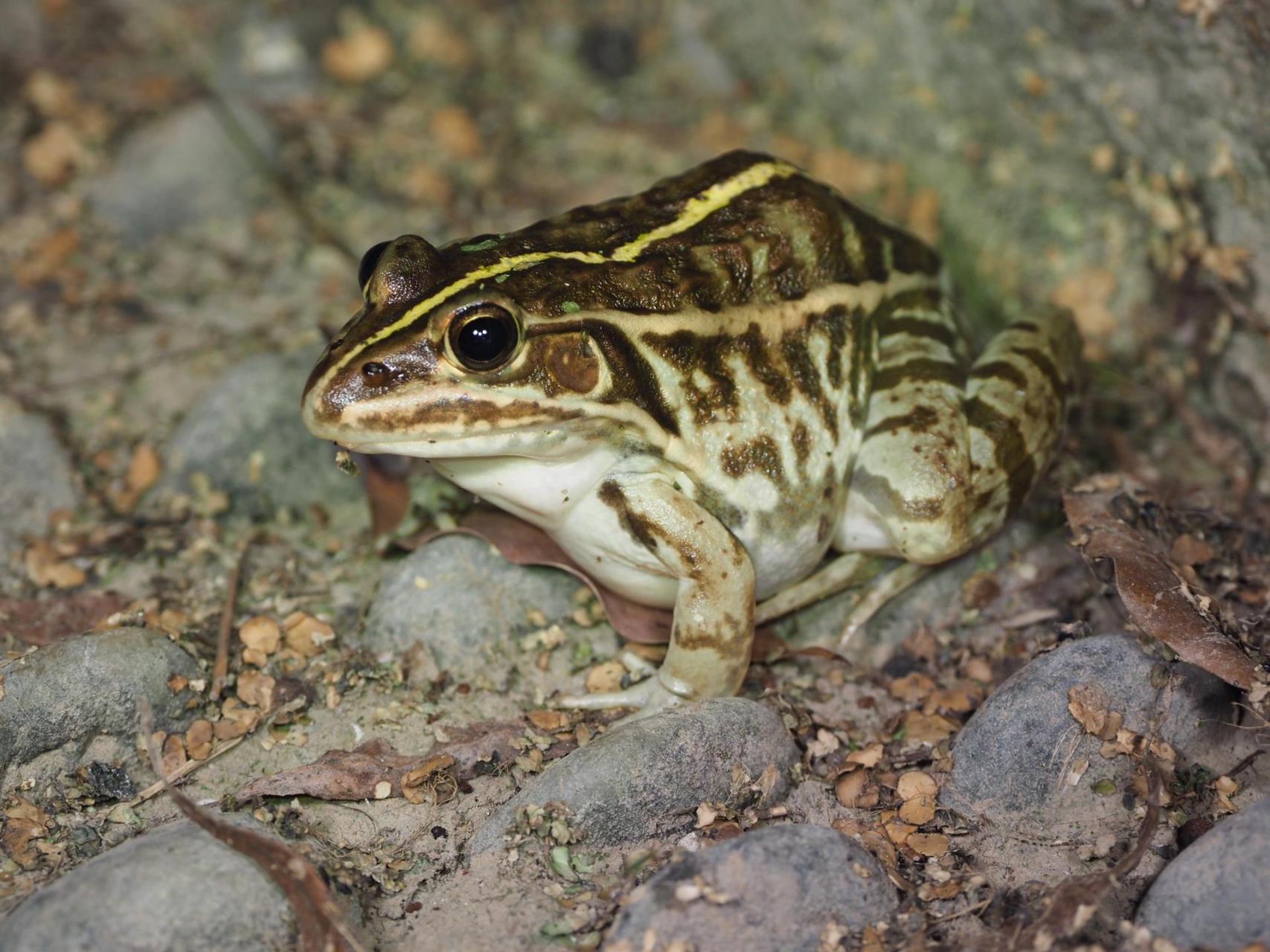 苏州物种科普|田鸡 黑斑侧褶蛙 (pelophylax nigromac