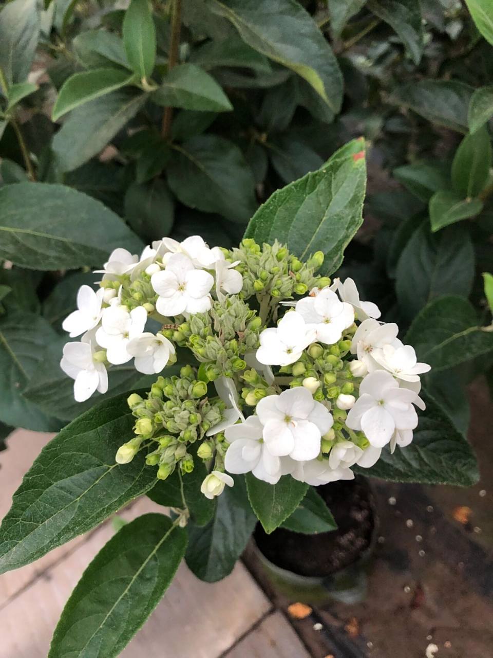 中华木绣球斗球是多季节开花的!