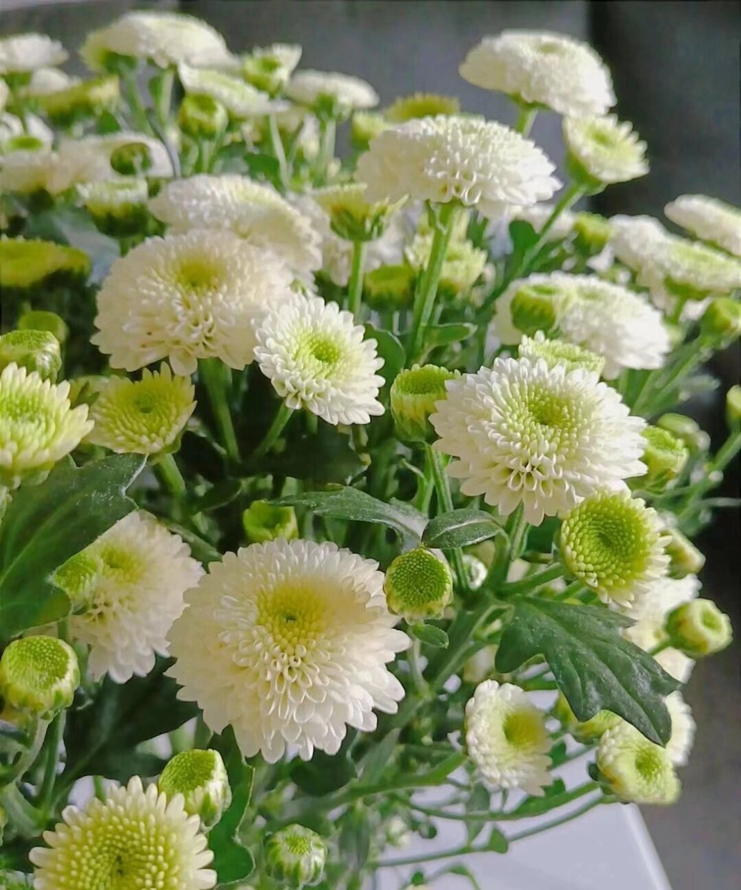 科隆香水小菊|花语:永远快乐 花心位置呈淡绿色,完全开放后花朵呈半球