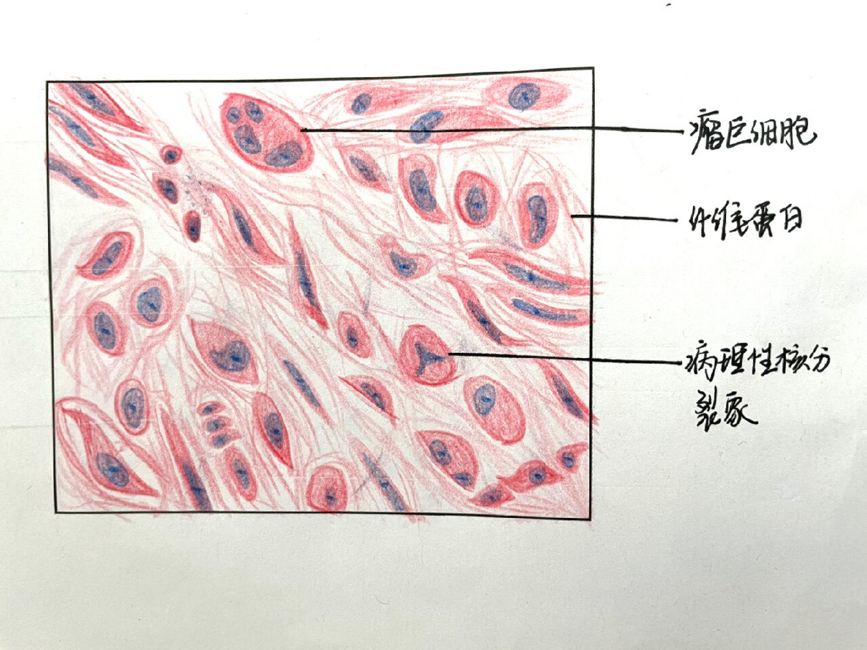 平滑肌纵切图图片