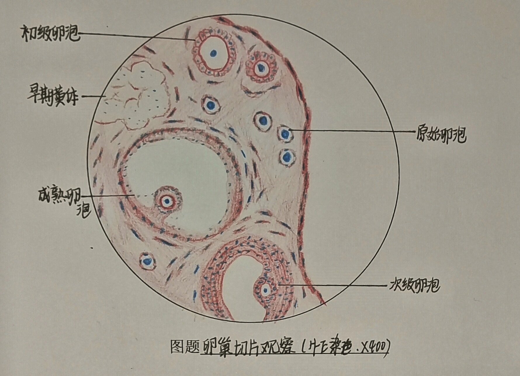 医学生《组胚》红蓝铅笔绘图 图一 假复层纤毛柱状上皮 图二 血涂片