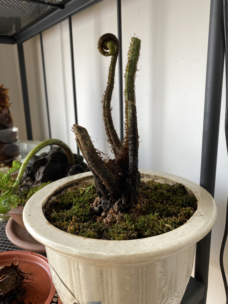 关于观音莲座蕨 关于这个东西根本不像卖家说的那样懒人植物,这东西没