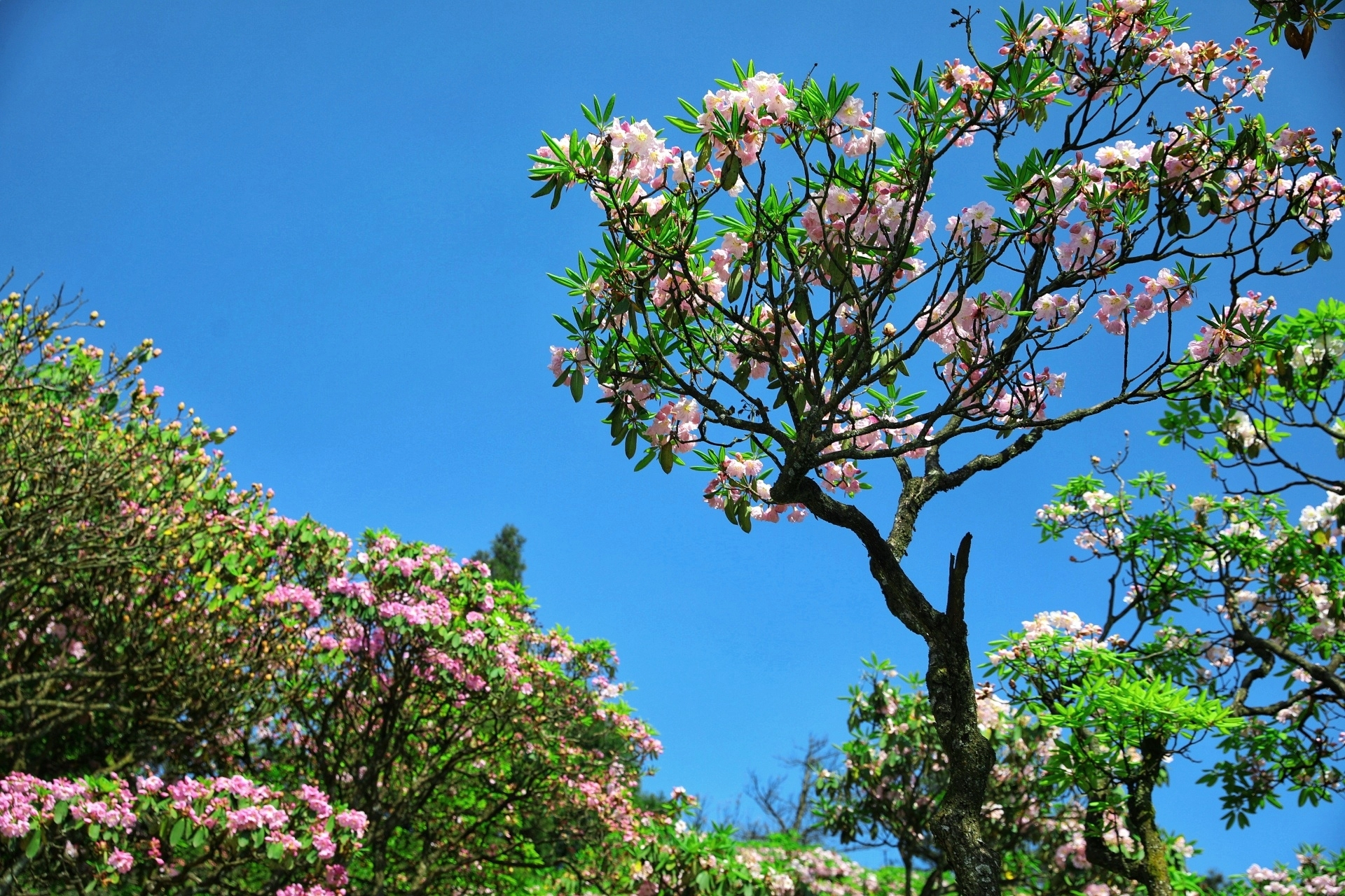 而华顶的高山云锦杜鹃就不一样了,每年在五月初开放,花期不长也就10天