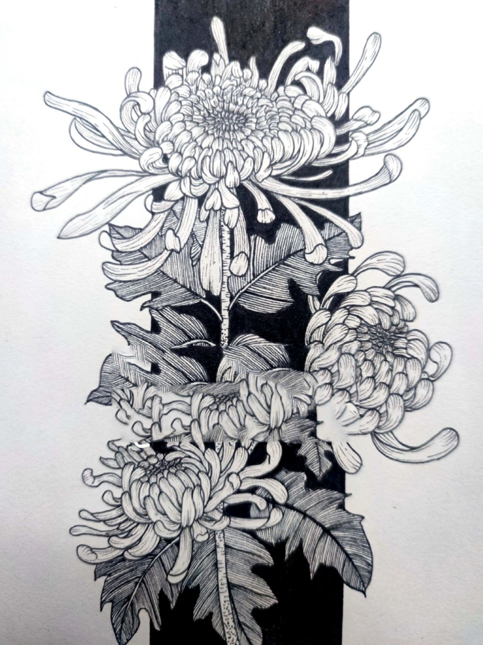 线描(21/50)花卉篇|菊花(附过程图) 不是花中偏爱菊,此花开尽更无花.