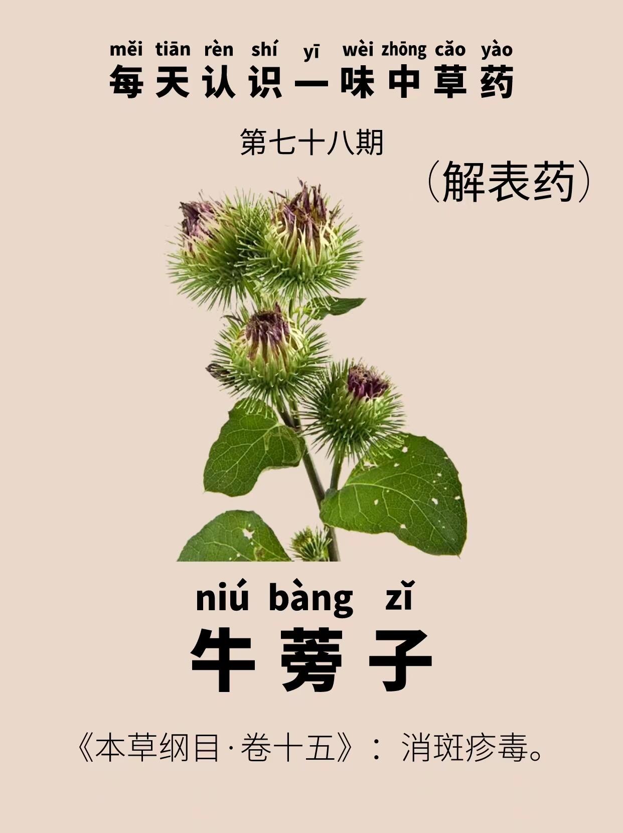 每天认识一味中草药|牛蒡子 91别名:牛子,鼠粘,大力子,黍粘子,黑风