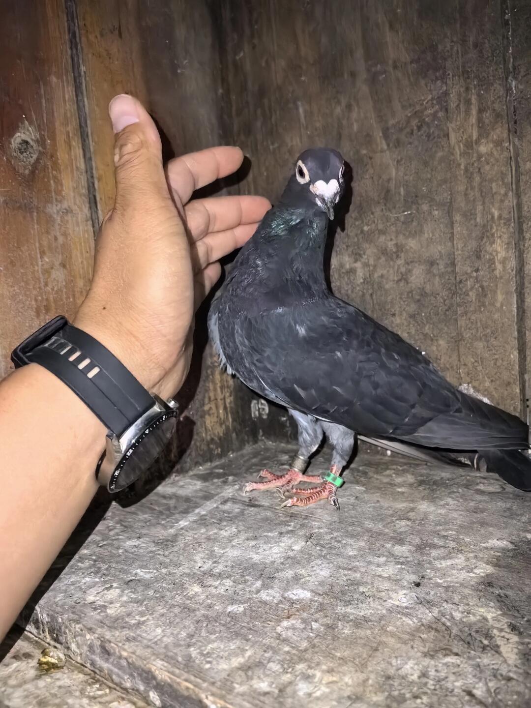 国血超远程赛鸽