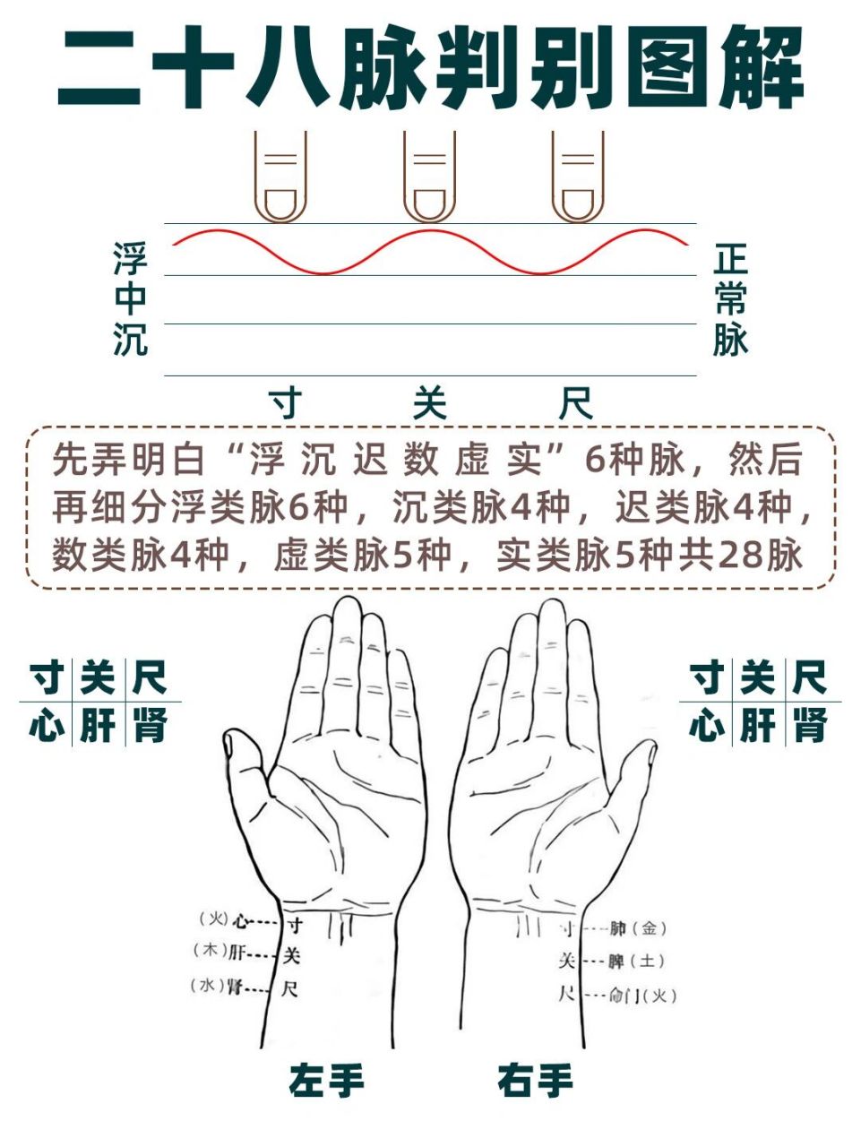 1,知道切脉的部位以及左右手"寸关尺"代表的脏腑 2,掌握六类脉象的