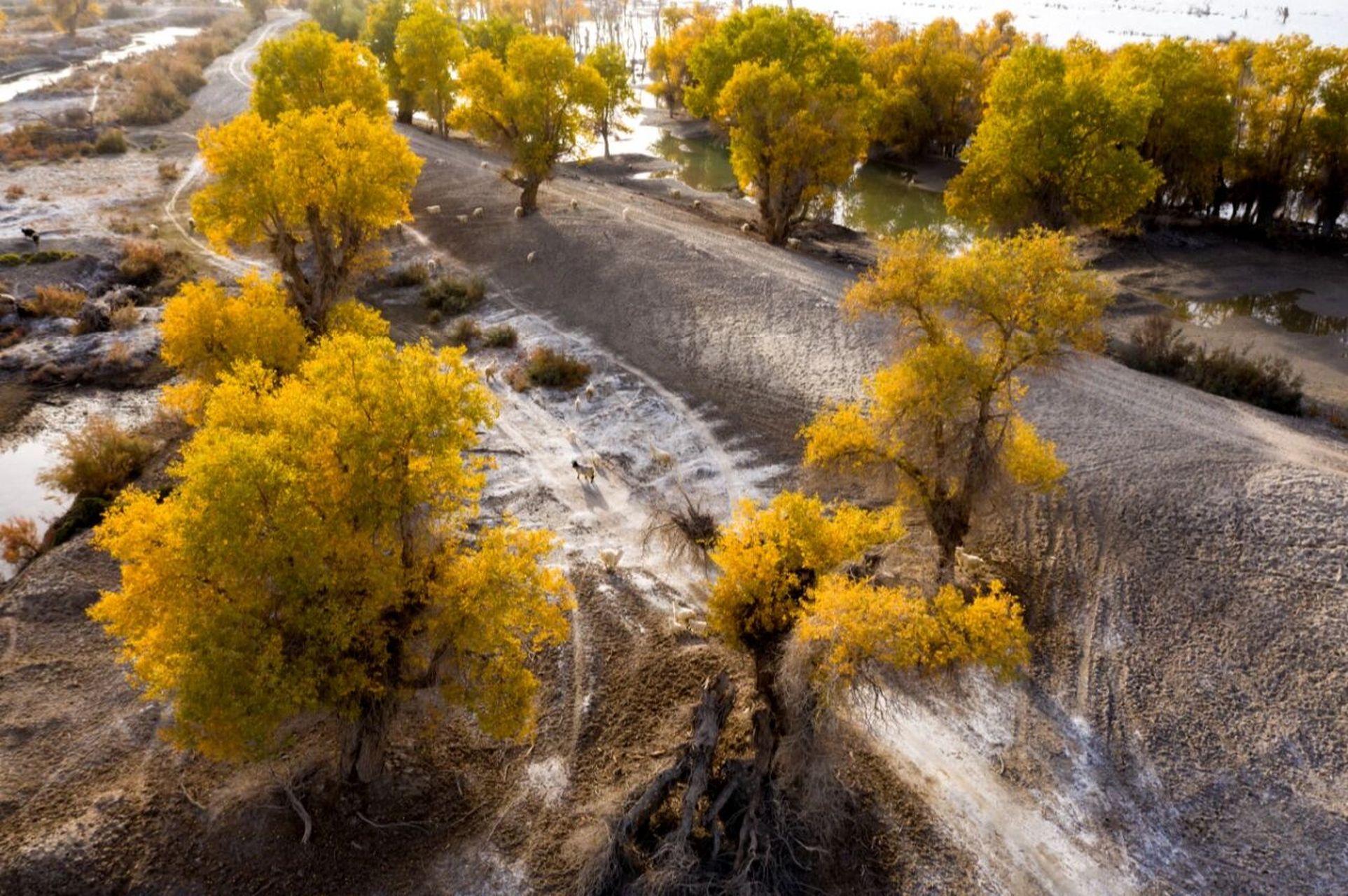 喀什泽普金胡杨丨带你领略不一样的秋日限定 世界上的胡杨绝大部分