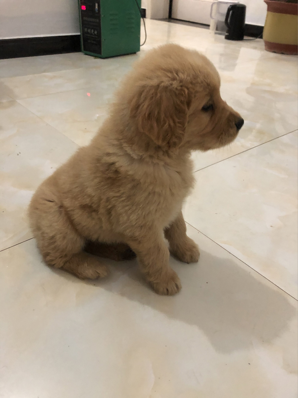 两个月的金毛多重 姐妹们,金毛两个月七斤,轻不轻?