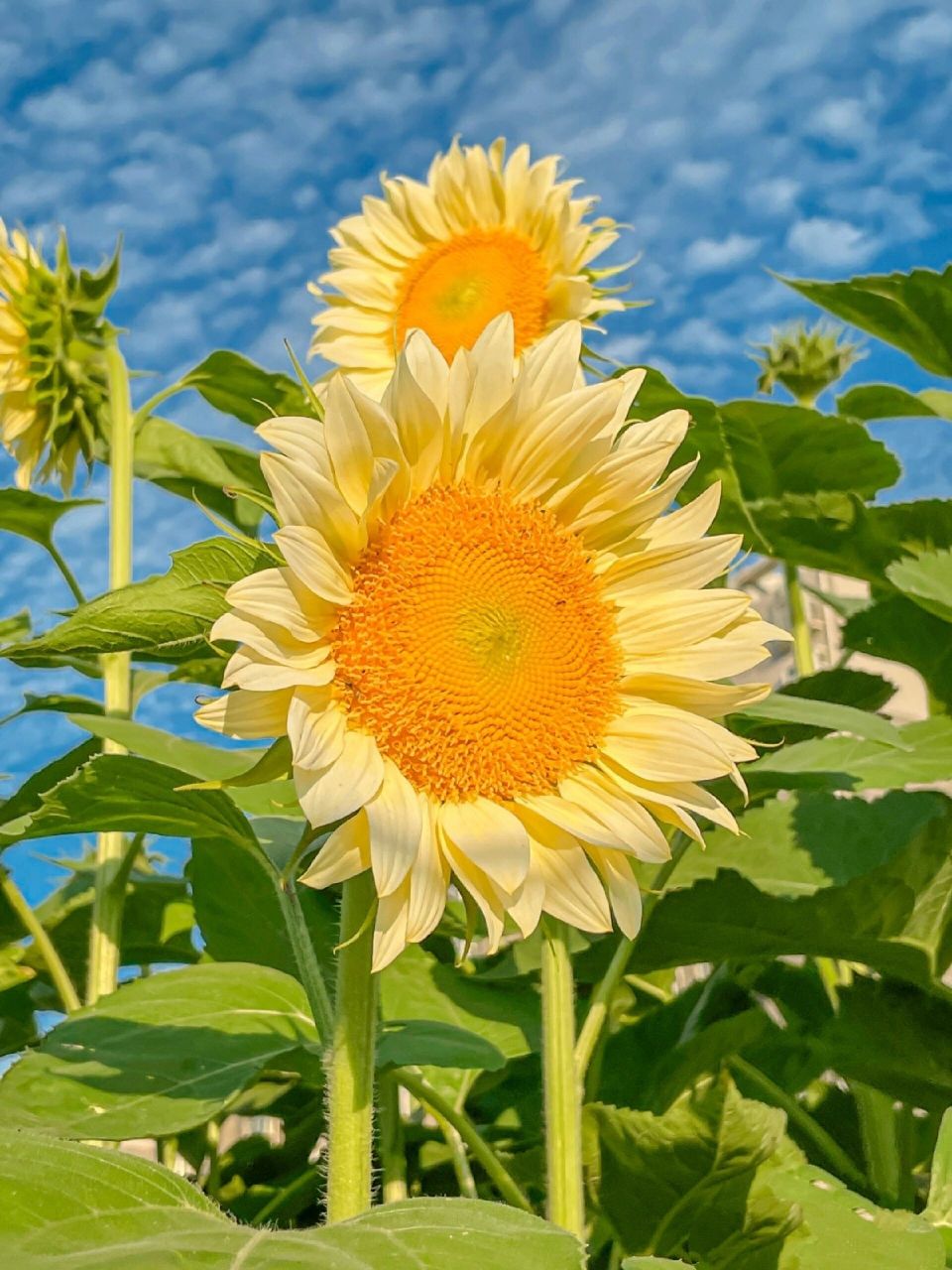 每天认识一种花-向日葵 花语:沉默的爱,忠诚 寓意:向日葵是一种永远