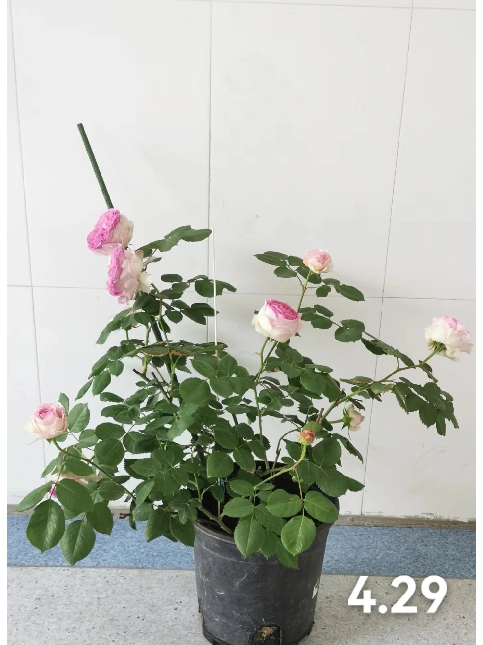 月季维萨里,优秀的品种!