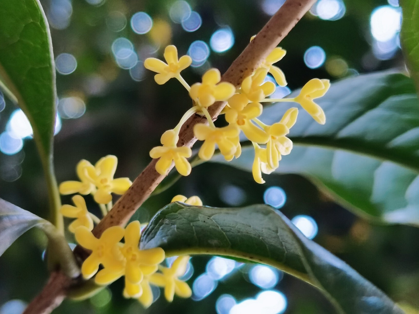 桂花季 超好看的桂花图片 桂花会开,空气会香甜,我们也会越来越好