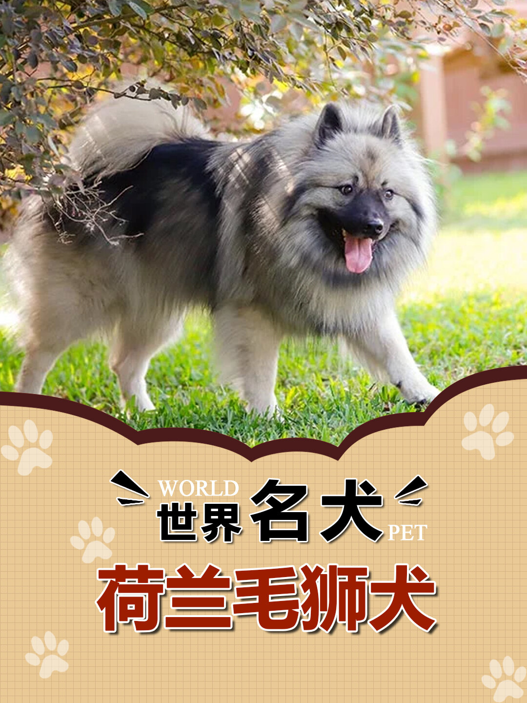 名犬学校图片