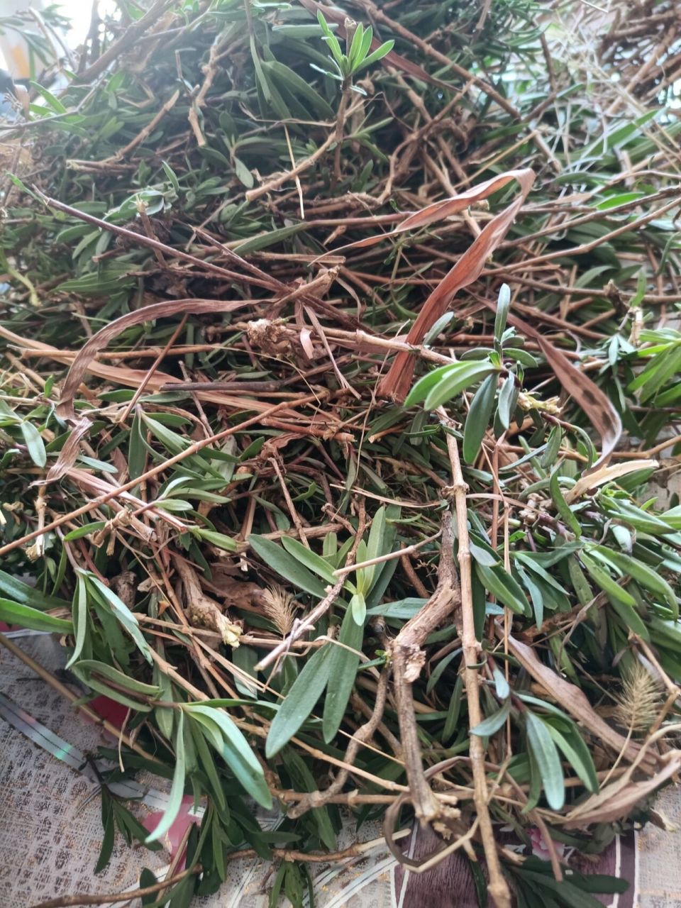 野菜,土话叫马扎菜 吃起来香择起来累 两个多小时 腰直不起来了