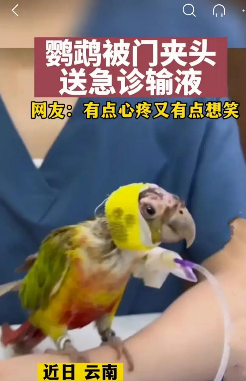 鹦鹉奔奔跳跳的陪伴主人溜达,却不幸被门夹了鸟脑壳,伤得鼻青脸肿.