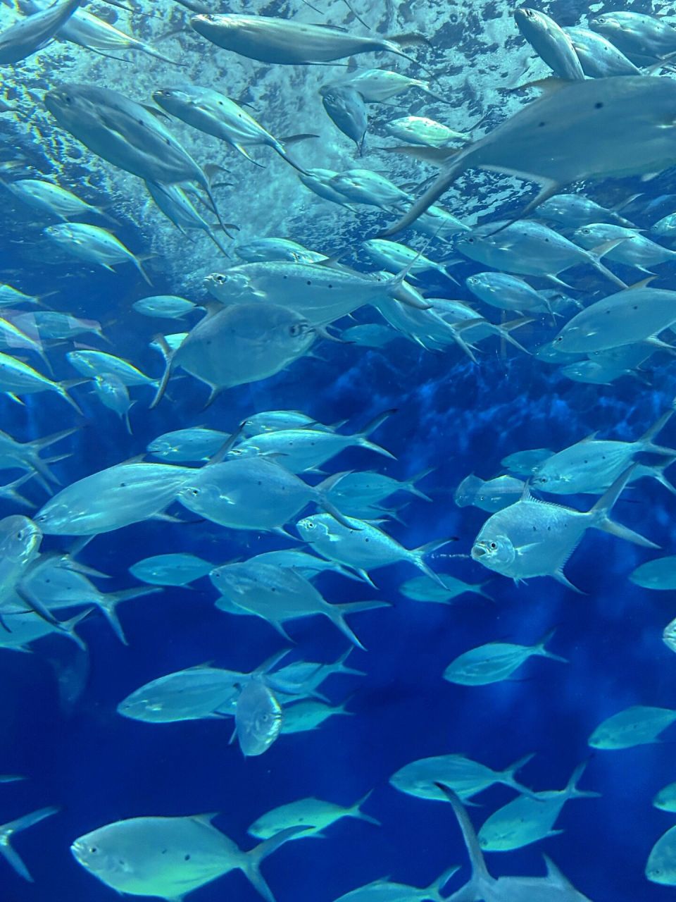 陆家嘴上海海洋水族馆,真的有点不好玩 地铁01 166152号线