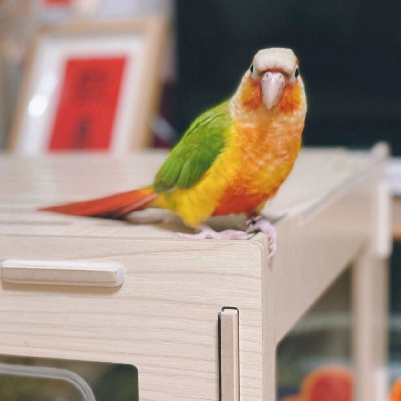 一直纠结是买黄边小太阳还是凤梨小太阳都说凤梨体质弱可我更喜欢黄边