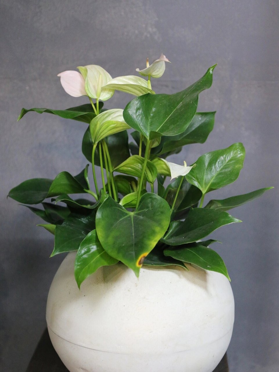 植物养护 i 白鹤芋 今日介绍:白鹤芋91 花语94:一帆风顺,事业有成