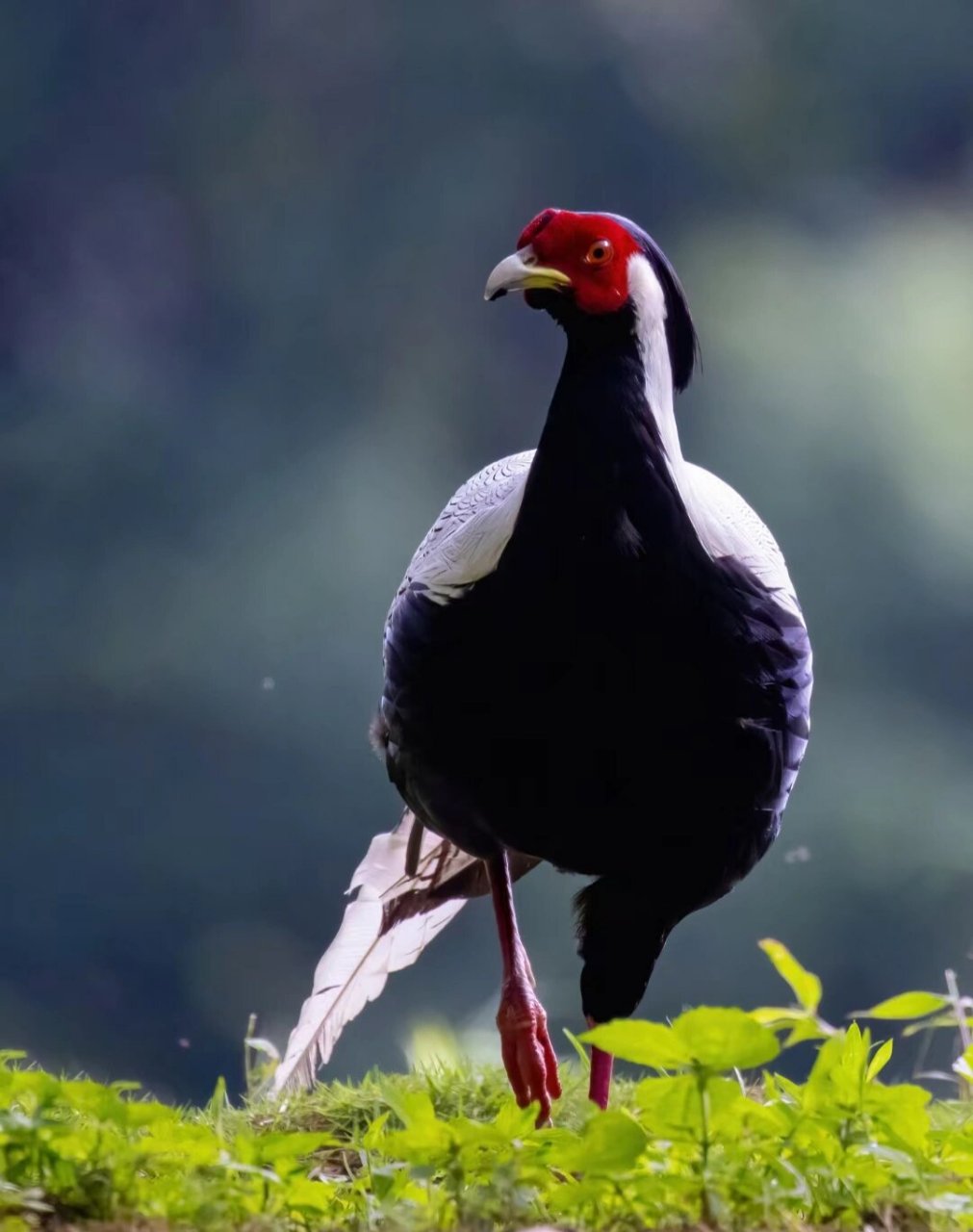 又名银鸡,银雉,越鸟,越禽,白雉icon.