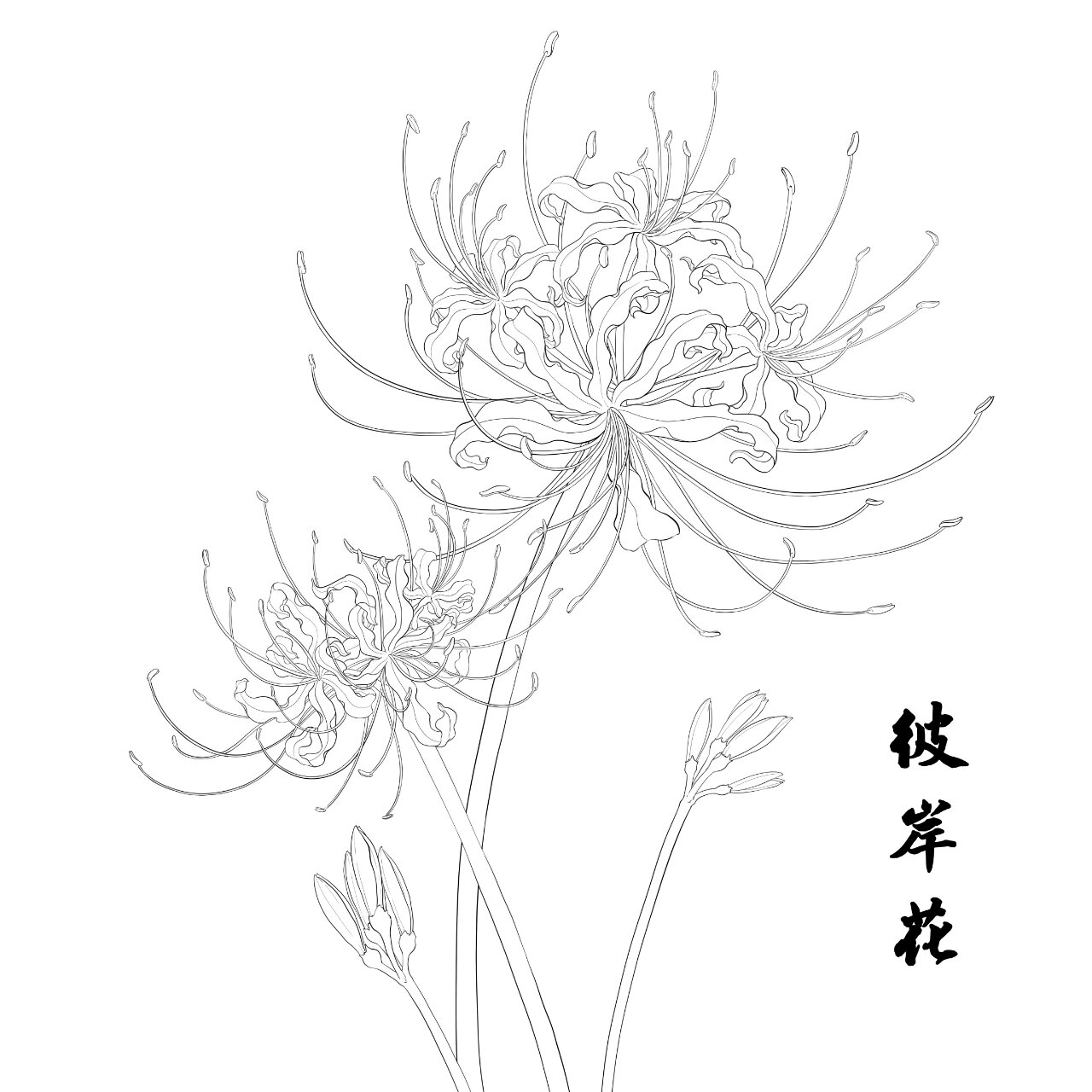 国风插画花卉元素线稿积累2——彼岸花