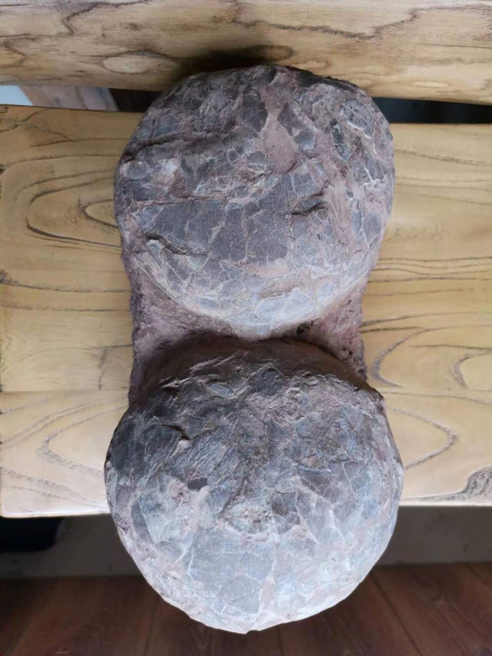 恐龙蛋化石 今天开眼了,近距离观摩恐龙蛋化石!