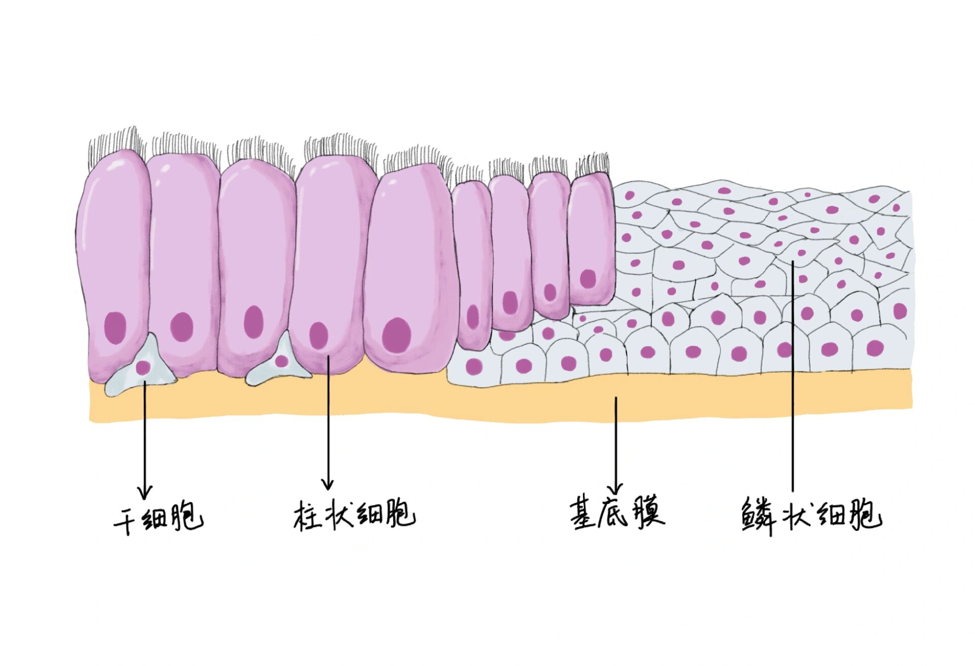 鳞状上皮细胞手绘图图片