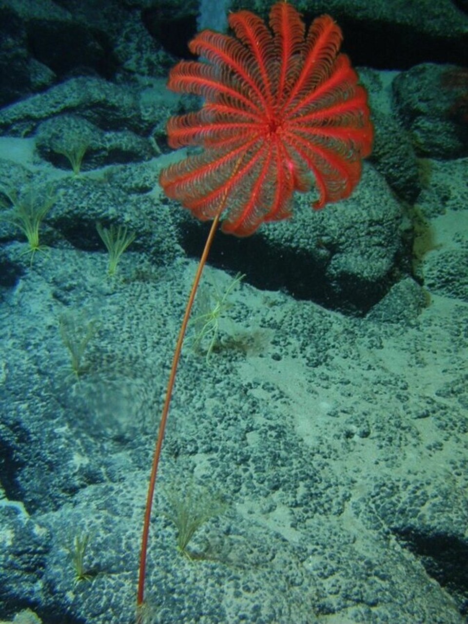 我发现了长在深海的"彼岸花" 海底百合花 	 海百合是一类最古老的棘皮