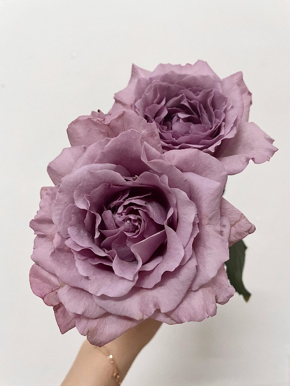 flowers |·暮光之城· 拳头一般大的紫色系玫瑰 淡淡的花香 让我只能