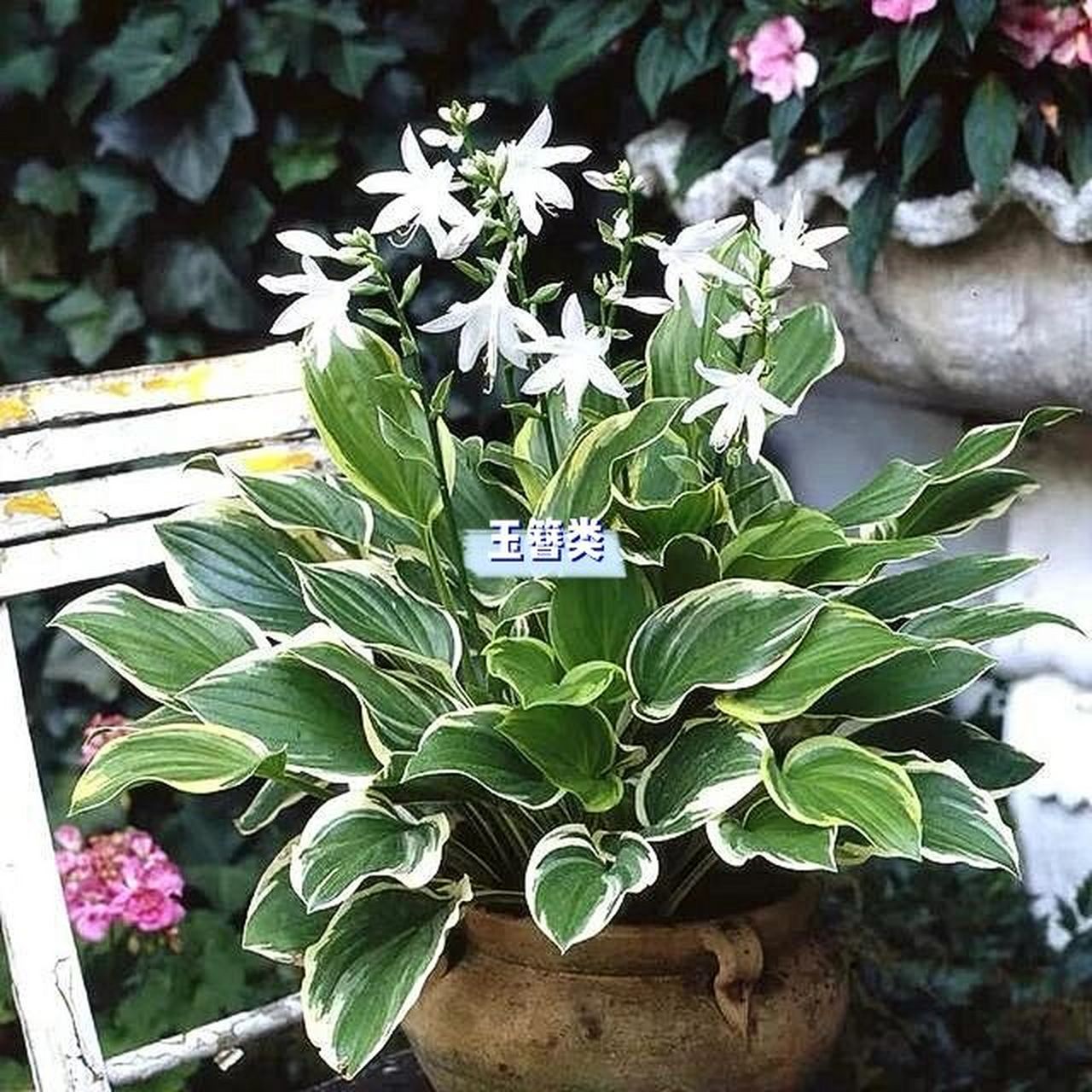 喜阴植物|夏季开花94(第一弹) 781578157815 在介绍阴