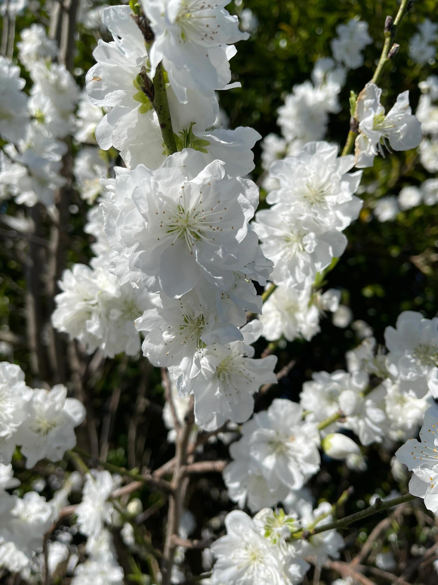 白花山碧桃图片图片