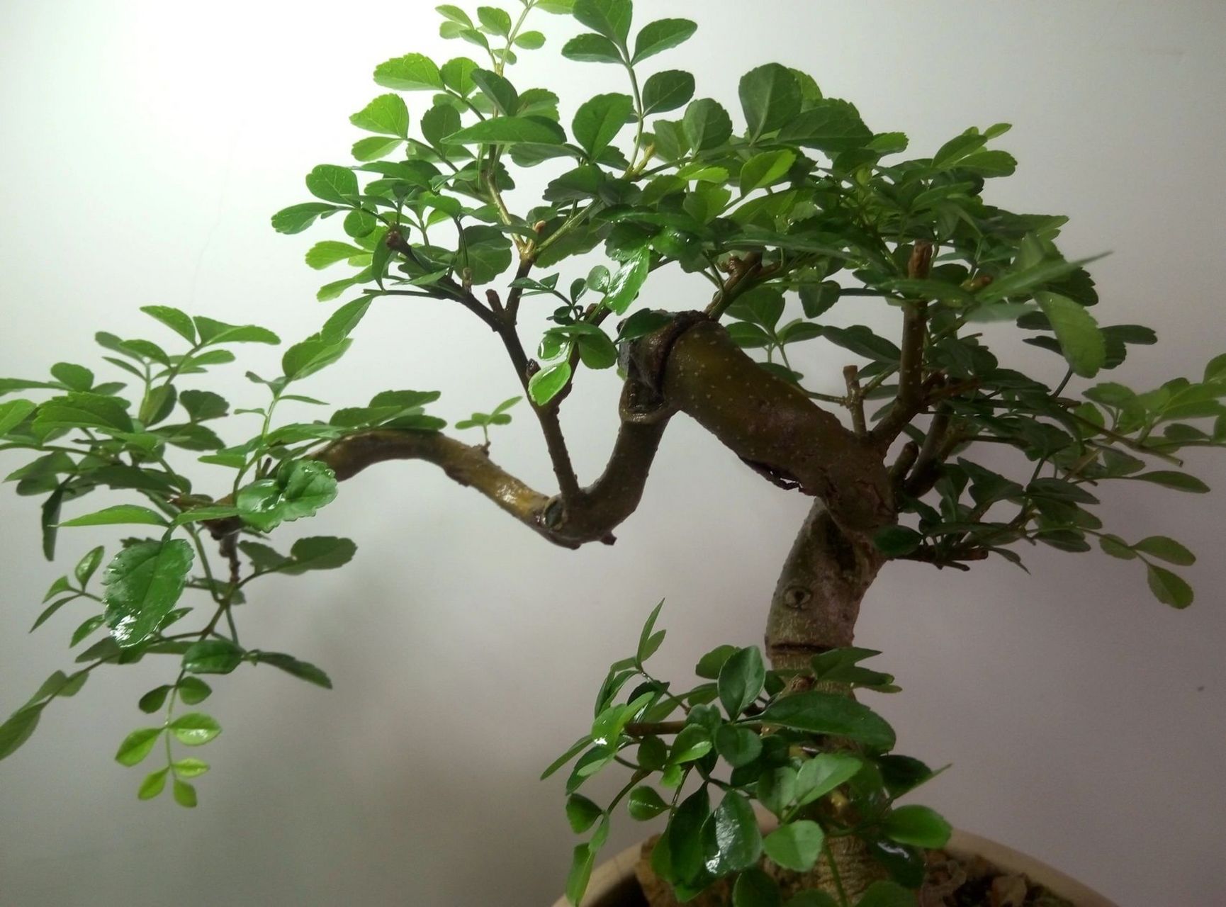 品种:白蜡 品种:白蜡 盆景类型:木犀科落叶乔木,树皮灰褐色,纹裂.