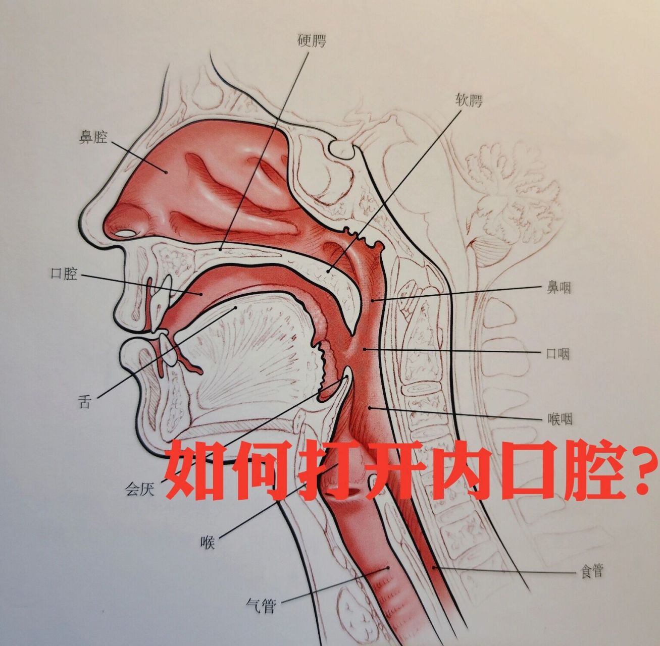 发声如何打开内口腔?你真的做对了吗?