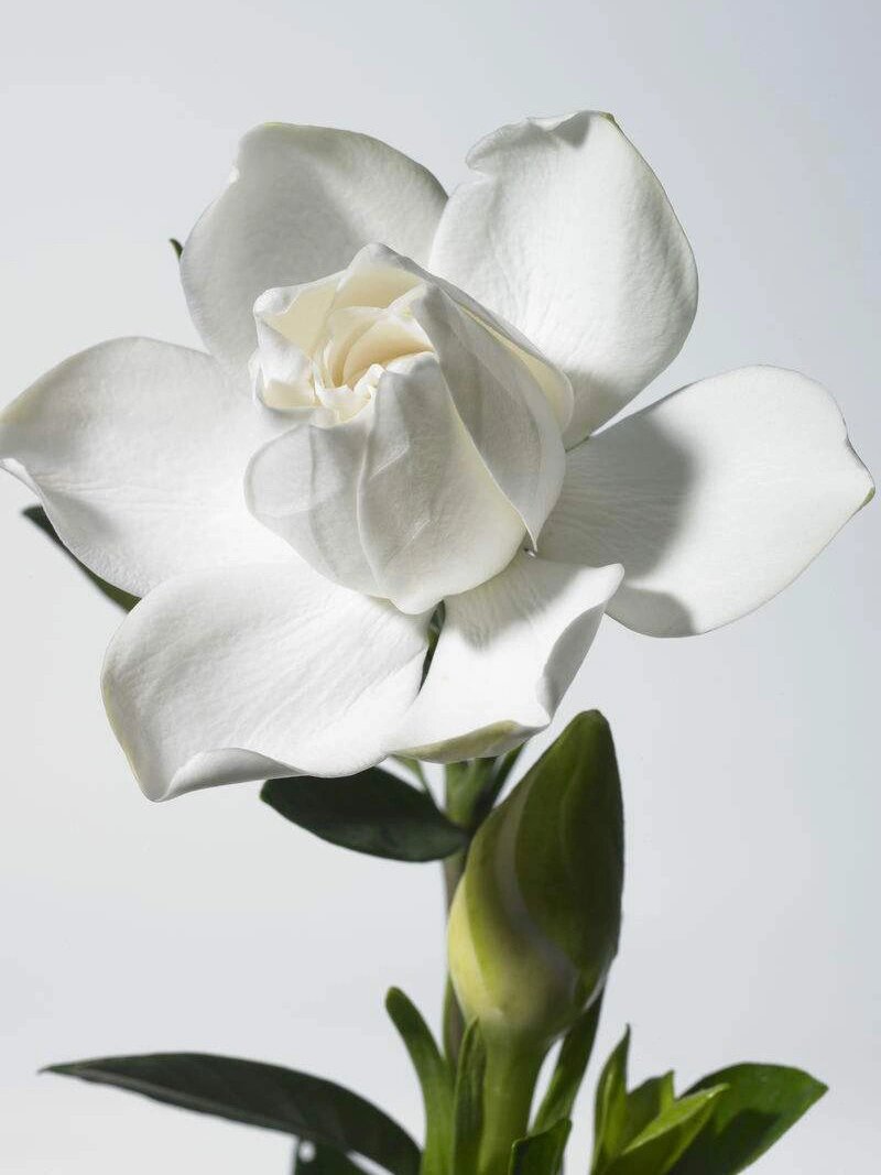 栀子丨檐卜标名自宝坊,薰风开遍一庭霜 93每日植物:栀子 茜草科栀子