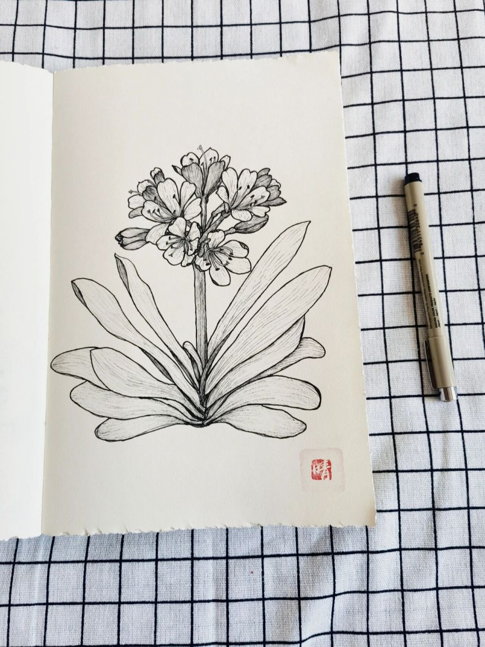 零基础针管笔画君子兰(附过程图) 好几天没动笔了,依旧菜菜子啊,消极