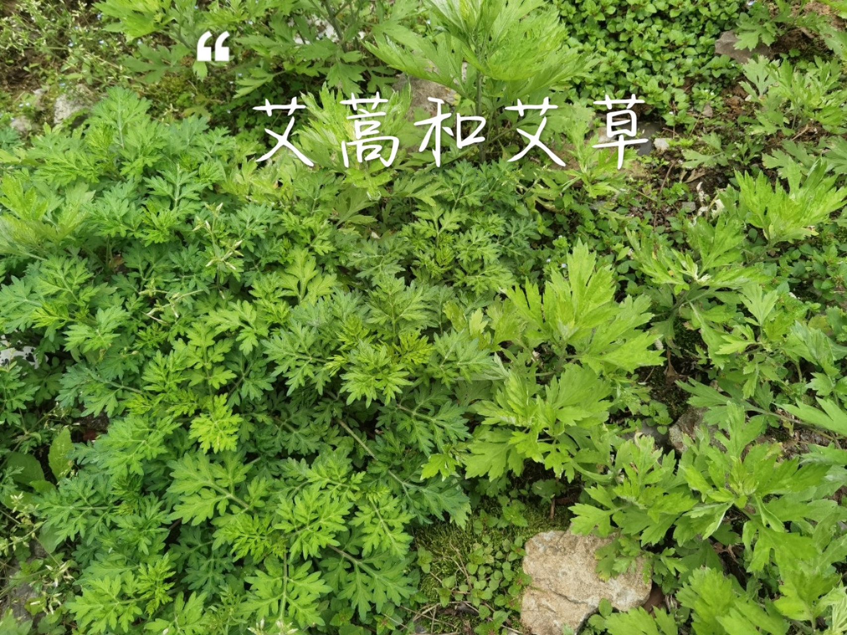 艾草,蒿草,傻傻分不清楚 终于逮到机会看见它们俩长在一起了.