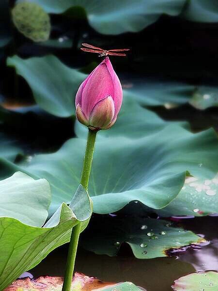 小荷才露尖尖角,早有蜻蜓立上头 荷花素材非本人原创,来自网络素材