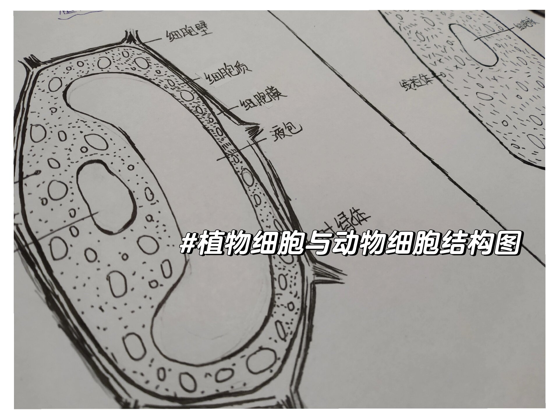 植物细胞与动物细胞结构图哦99