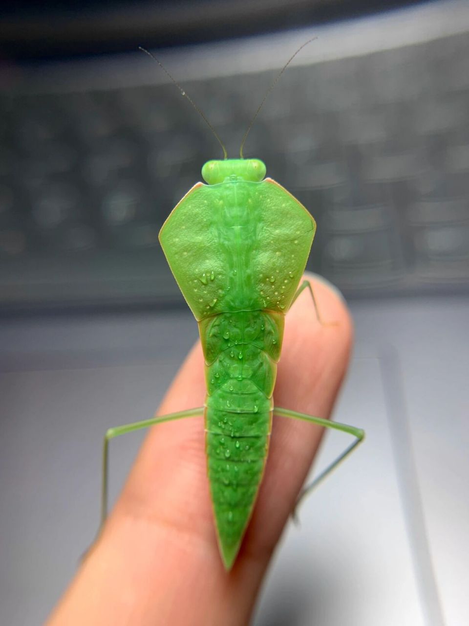 夏日昆虫|嫩绿小叶子～ 亚叶背螳螂[偷笑]#昆虫# #螳螂# #记录夏天