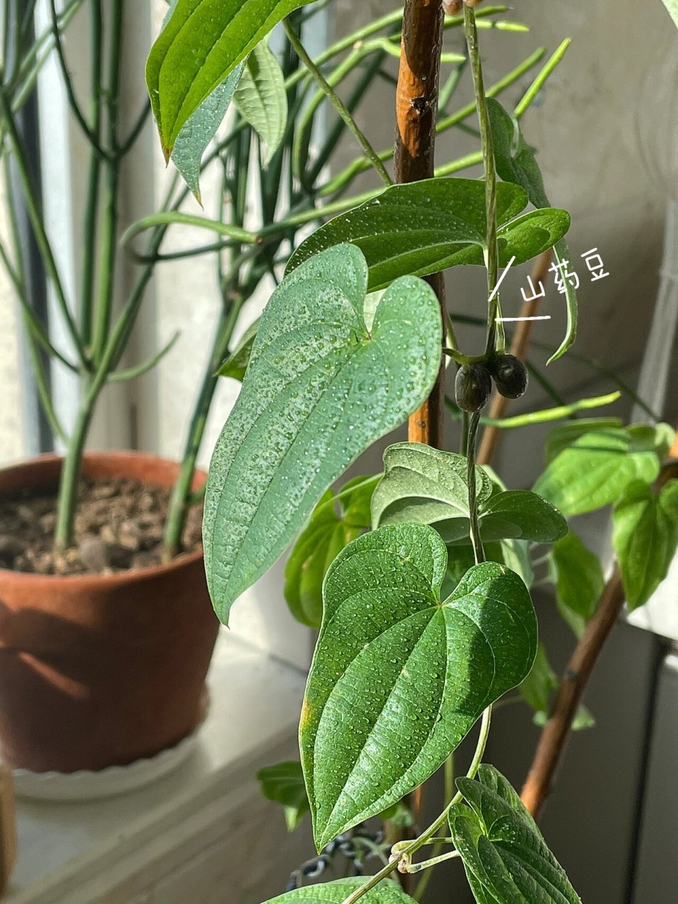 还结果了. 	 #山药# #水培山药豆# #种山药
