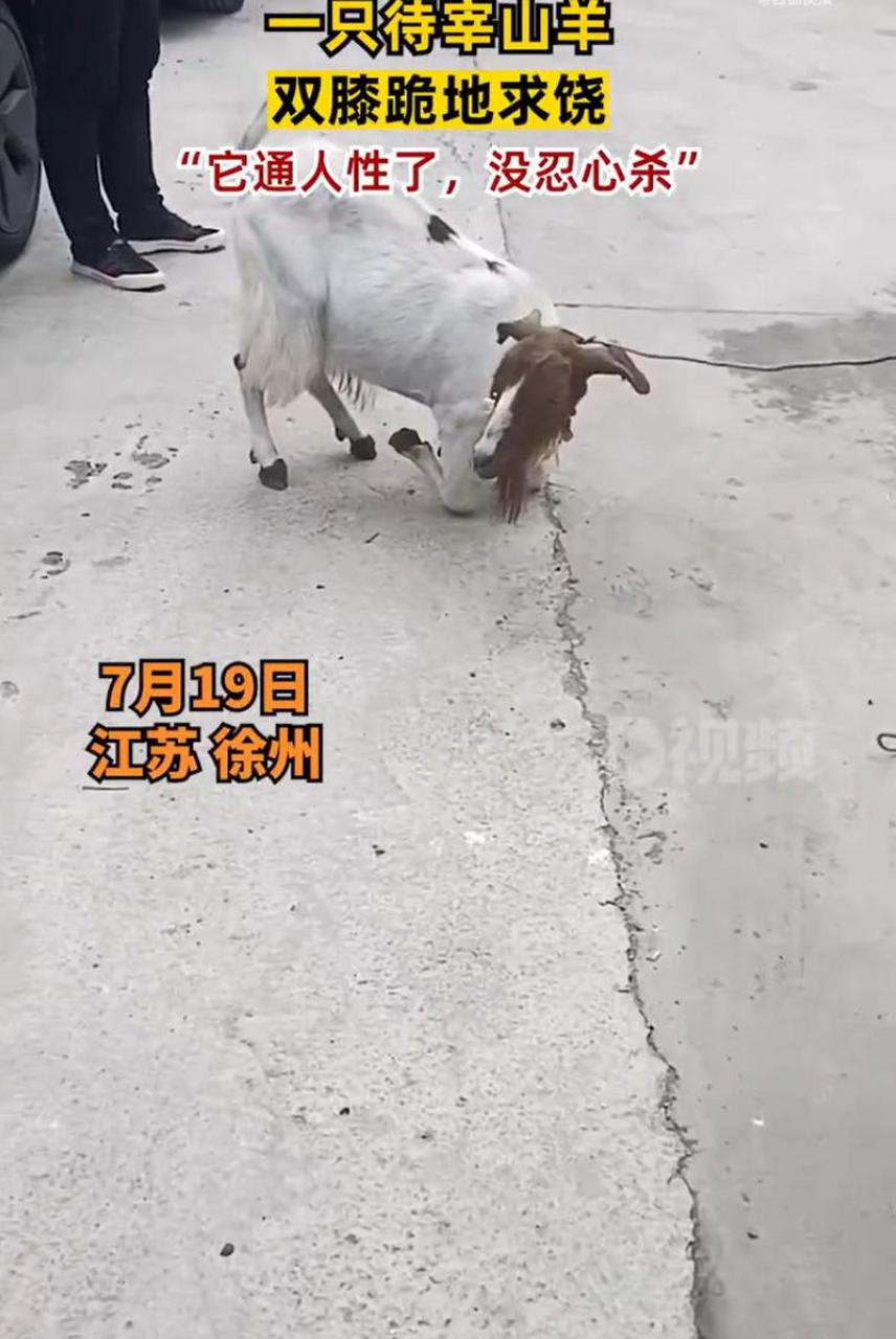 买家刘先生称,伏羊节的时候会杀羊吃,当时主人牵羊准备杀,这只羊就